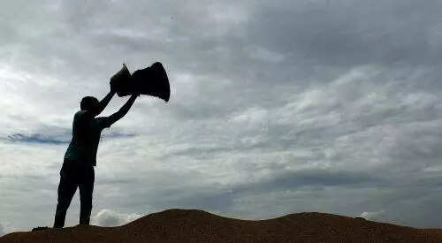 Ludhiana races ahead in paddy lifting, breaks 72-hour barrier