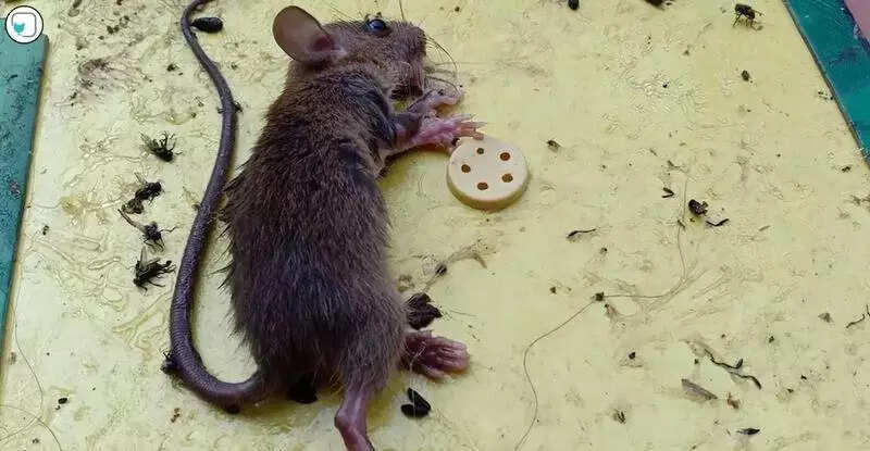 Mumbai: Wellness Forever Stops the Sale of Cruel Glue Traps After Activists Write to Authorities