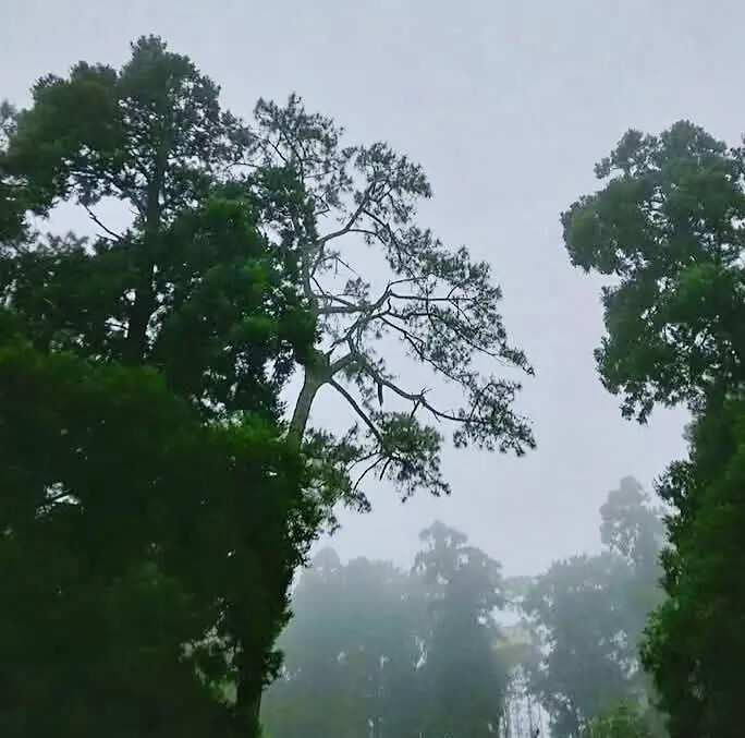 Meghalaya unveils ‘Symphony in the Mist’ tourism brand as Scindia concludes state visit