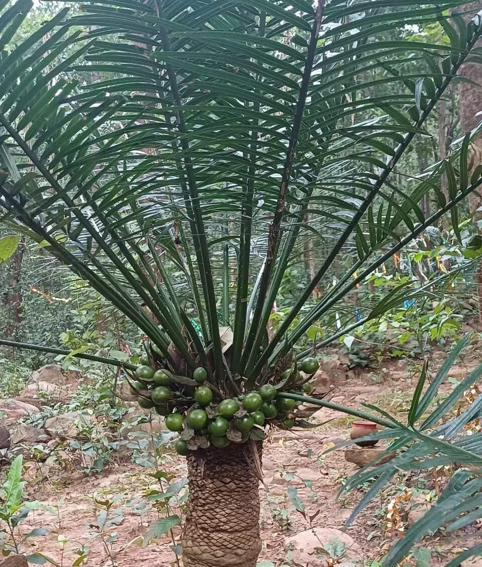 AIIMS Bhubaneswar investigates neurological risks linked to cycad plant-based foods
