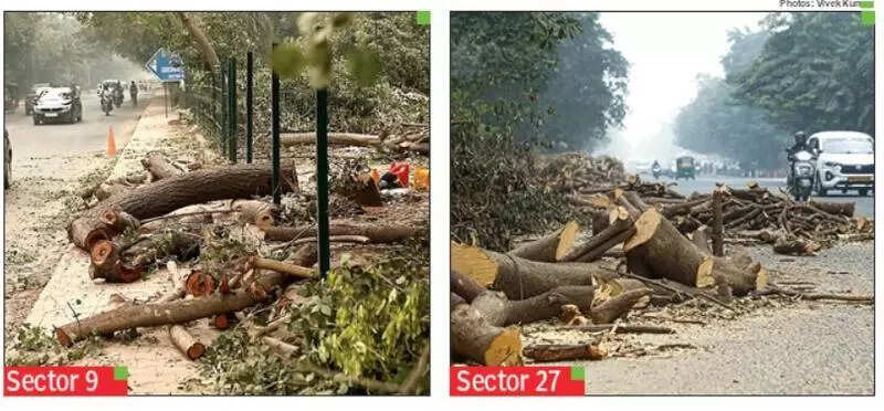 Urban expansion at a cost: Tree felling for metro & road expansion fuels pollution fears in Gurgaon