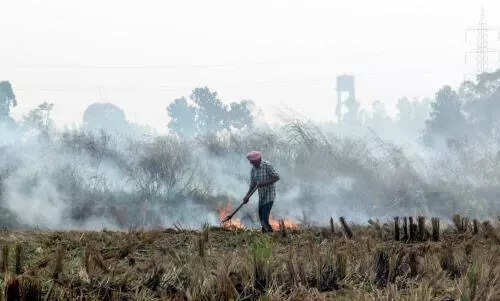 Fewer farm fires this year but need to be eradicated: PAU