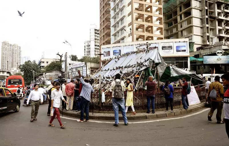 Mumbai: No takers for BMC’s controlled pigeon feeding plan at four spots