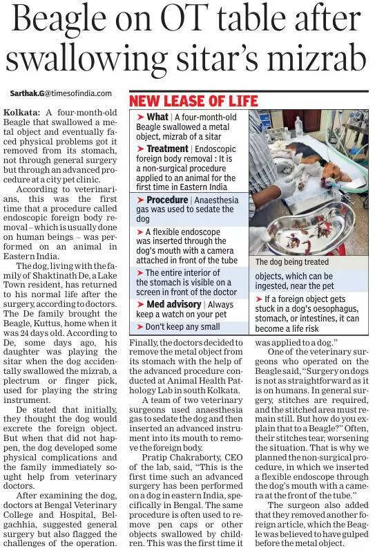 From panic to relief: Labrador saved after swallowing bike key