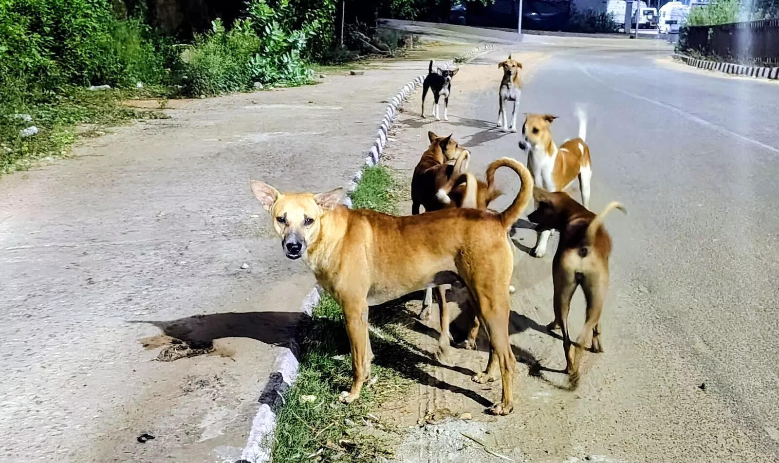 Supreme Court's stray dog relocation order leads animal activists to seek better welfare measures
