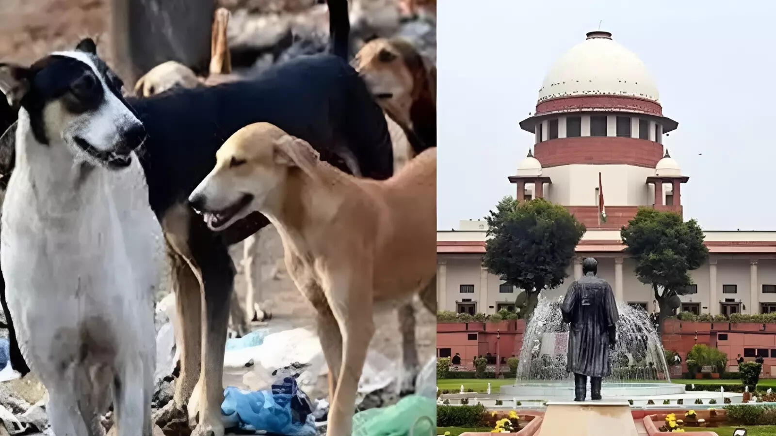 ‘Implementing SC order on strays to be a challenge’