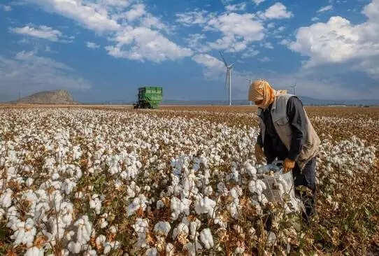 Telangana-ILO partnership helps cut child labour in cotton industry by 70%