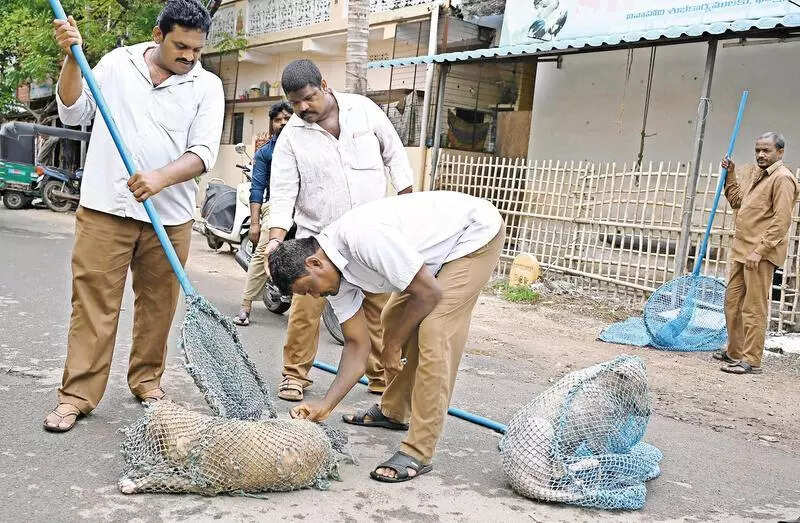 Dogged dilemma: Gujarat’s Ahmedabad has 2.1L strays, shelters can house only 500