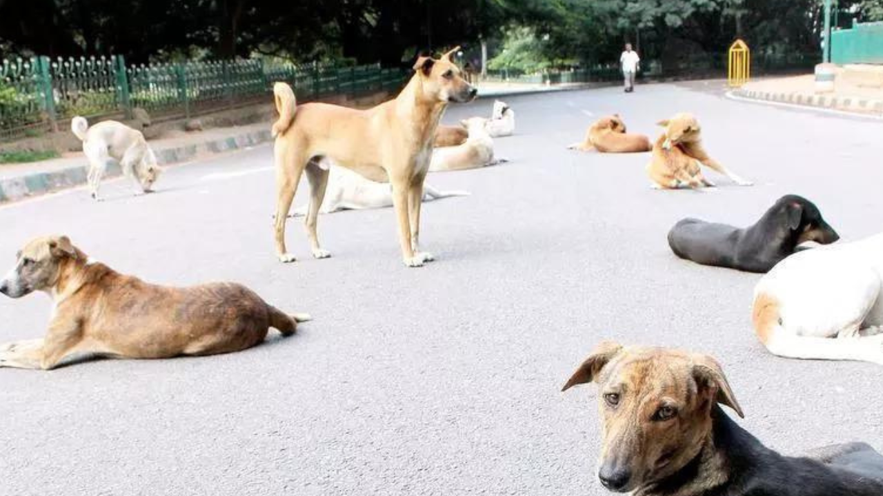 Bengaluru shocker: Stray dog bites 2-year-old in tech park; resident fume over unvaccinated animals