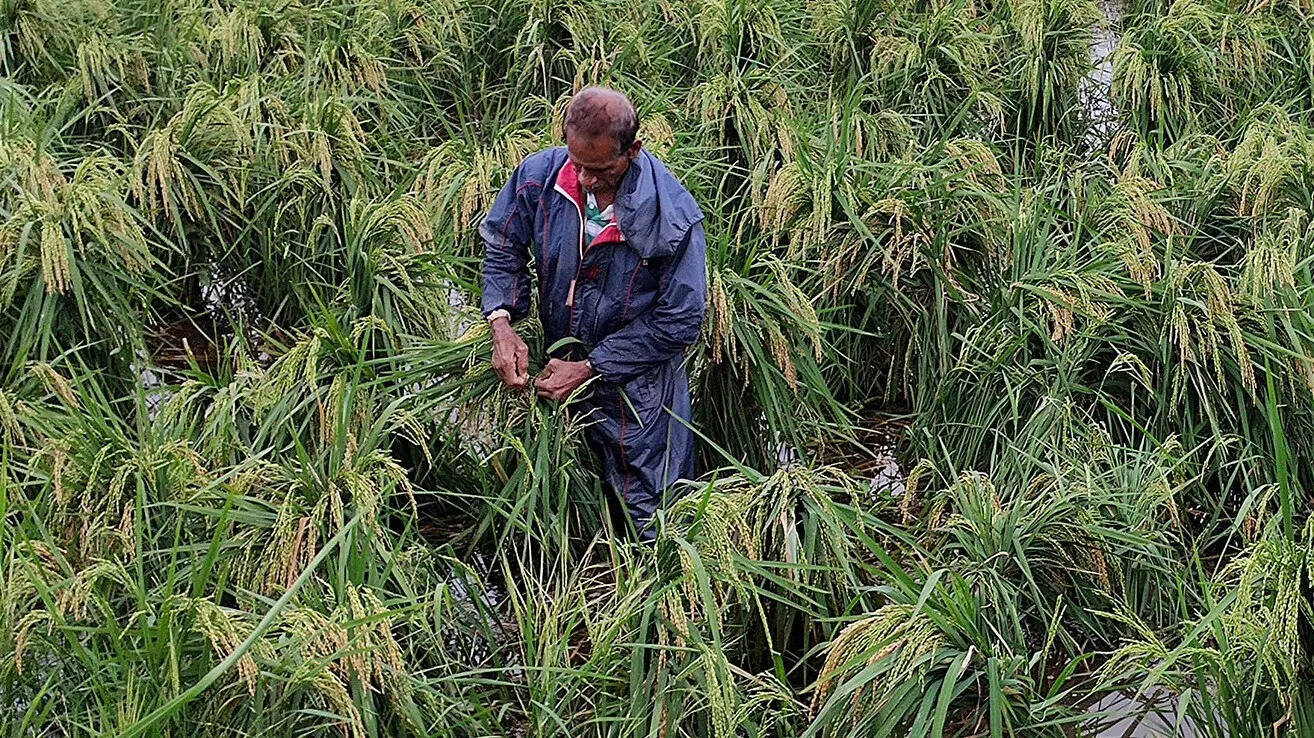 Over 300 Canacona farmers seek rain damage relief