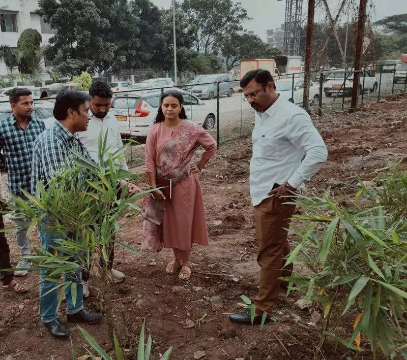 Navi Mumbai: PCMC starts to plant bamboo seeds along Sion-Panvel highway