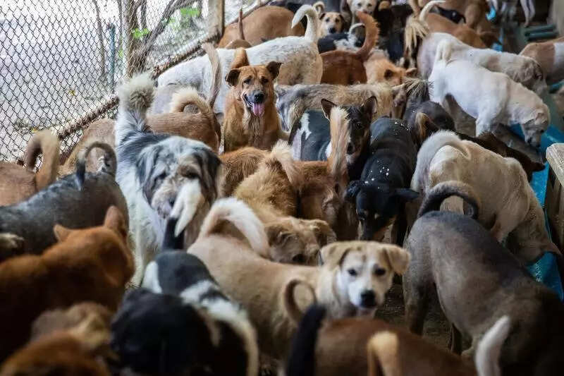 msid 125191143,imgsize 58634 https://jaipur.visitinrajasthan.com/wp-content/uploads/2023/10/cropped-cropped-R-2.png