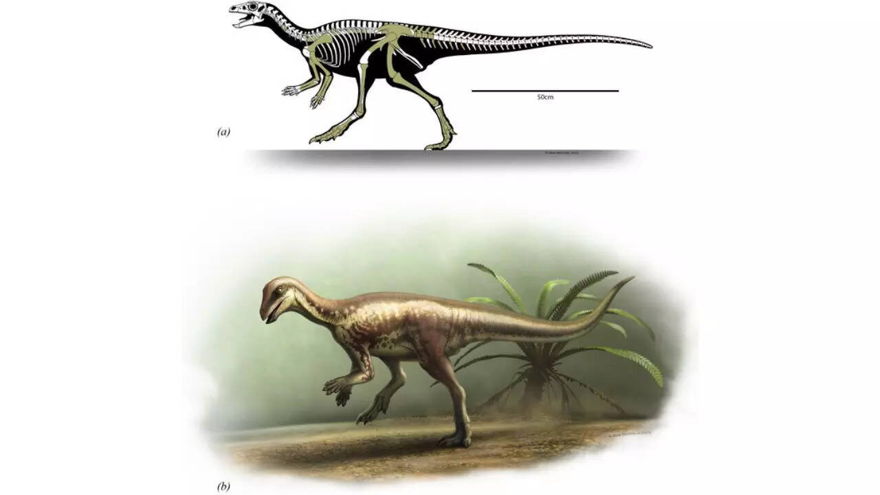 Cat-sized dinosaur discovered in Colorado offers clues to how small species survived the Jurassic