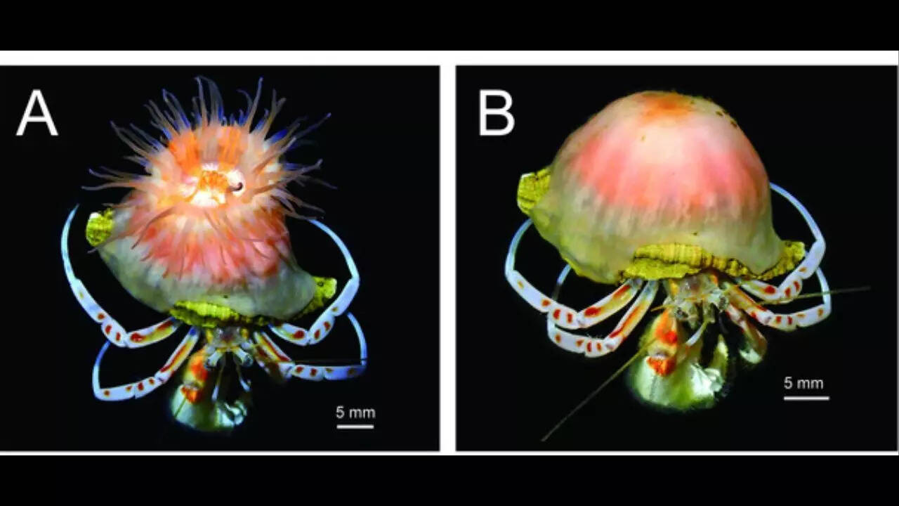 Scientists discover a new pink Sea Anemone that builds and expands shells for hermit crabs