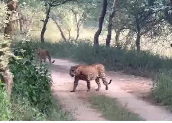 msid 125208632,imgsize 32294 https://jaipur.visitinrajasthan.com/wp-content/uploads/2023/10/cropped-cropped-R-2.png