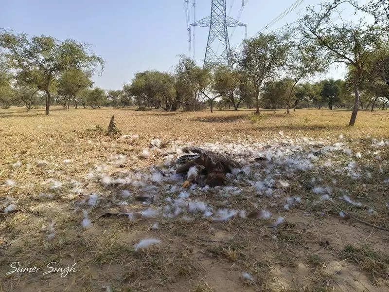 msid 125208851,imgsize 116392 https://jaipur.visitinrajasthan.com/wp-content/uploads/2023/10/cropped-cropped-R-2.png