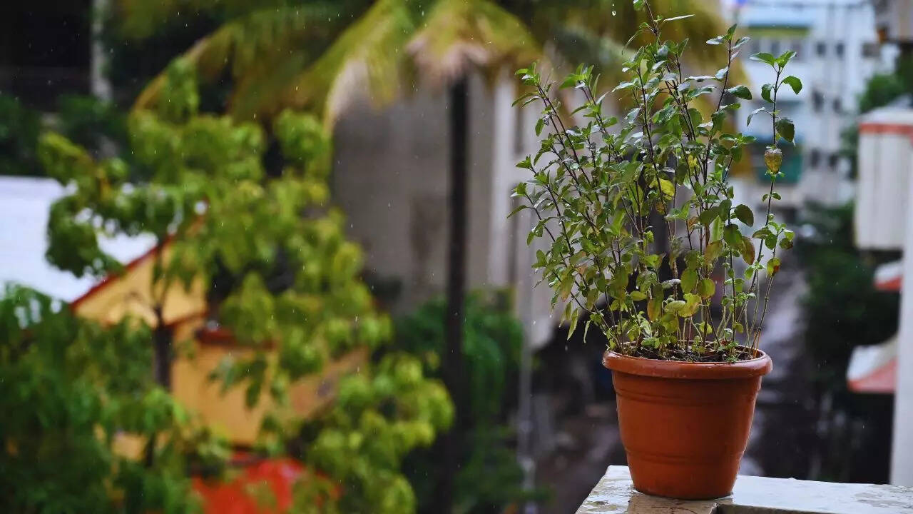 Tulsi Pujan