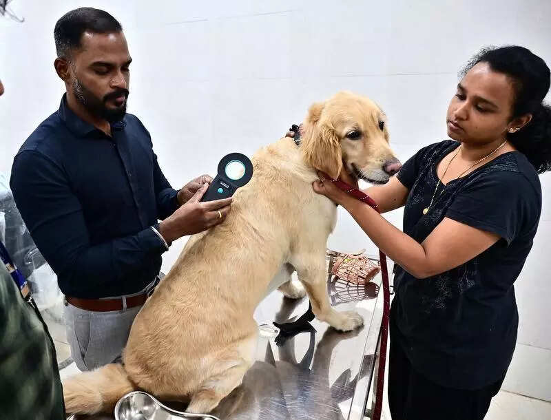 Pet owners scramble for microchips