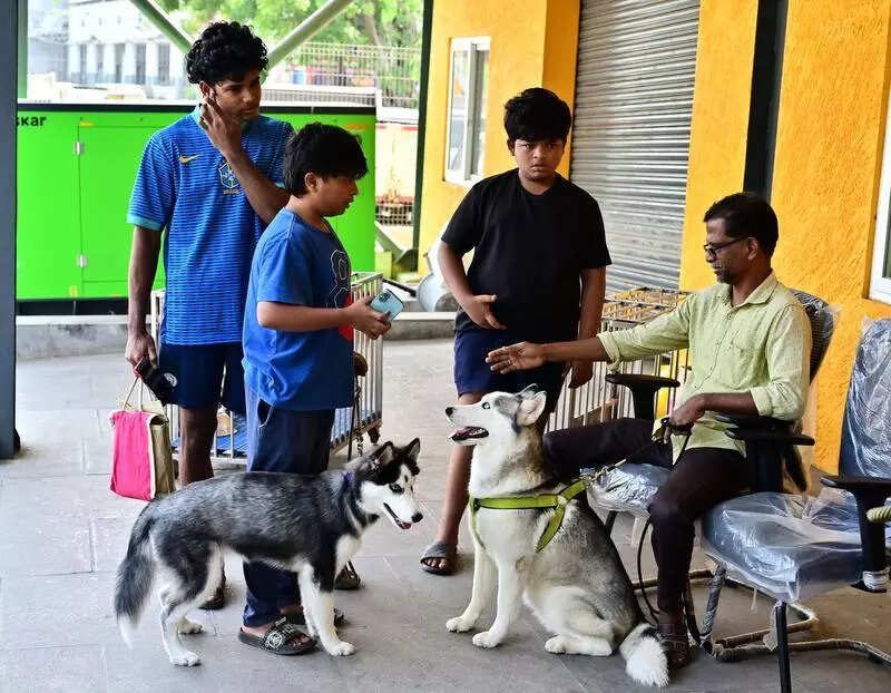 PIL in HC against licence cut-off date and muzzling rules