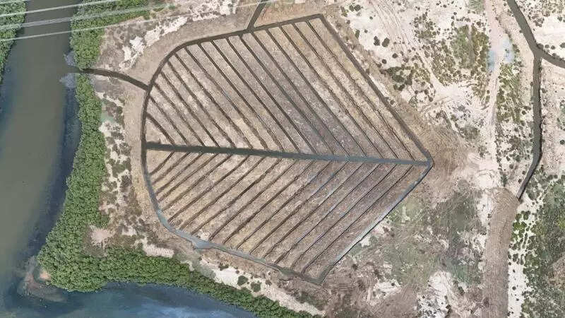 Fishy business: Forest dept set to restore Ennore creek with 20K mangrove saplings