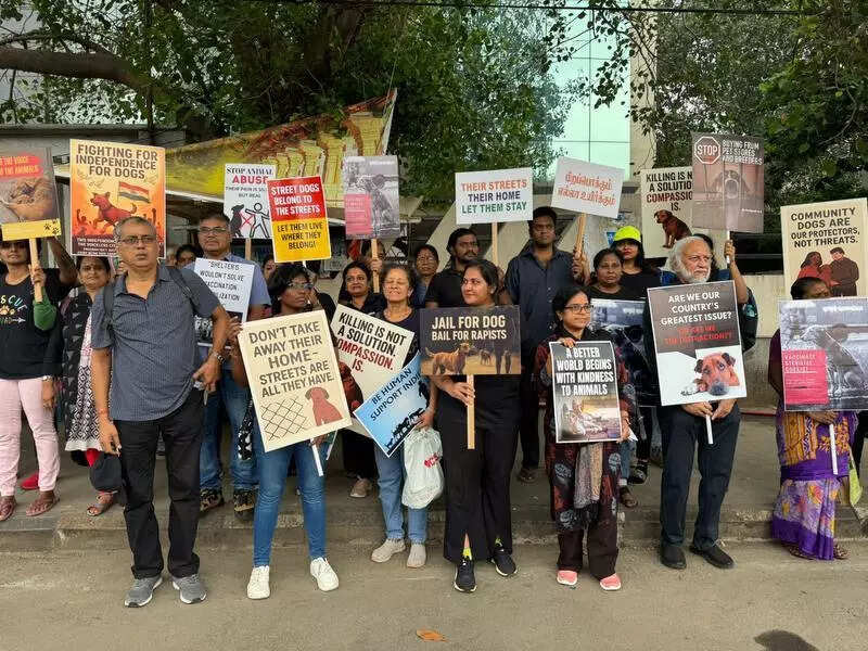 Activists say relocating stray dogs may increase rabies risk