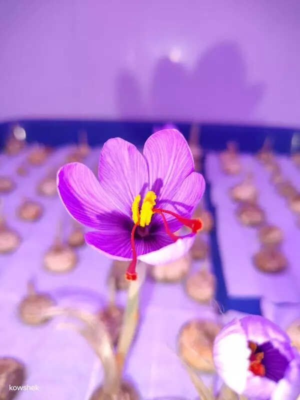Saffron blooms in Telangana with aeroponic tech