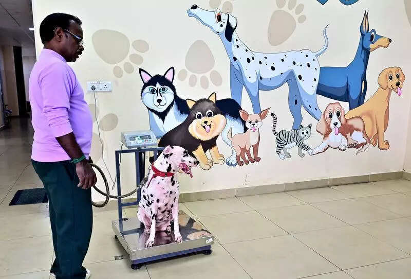 Dog-bite crisis: How GCC tightens leash on unregistered pets