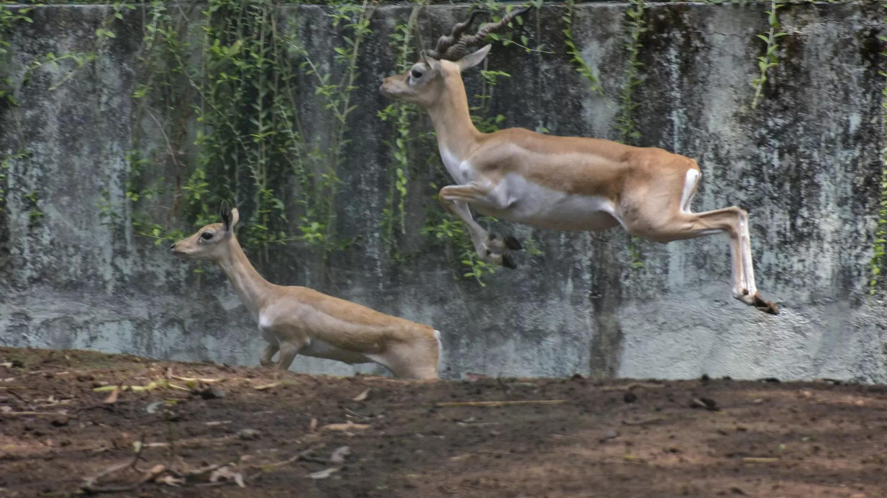 Karnataka wildlife crisis: 31 of 38 blackbucks dead as deadly infection ravages Belagavi zoo