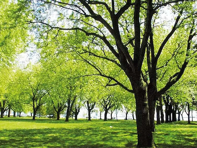 Trees cut for infra projects in Mumbai can be replanted in Mumbai Metropolitan Region
