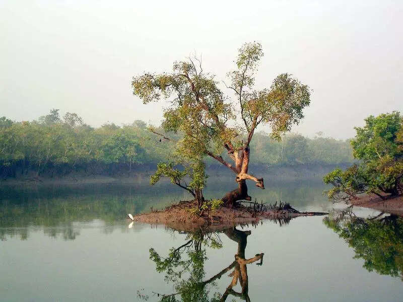 3 months after nod, Sundarbans 2nd largest tiger reserve only on paper