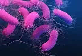 83% Indians carry antibiotic-resistant bacteria, finds study