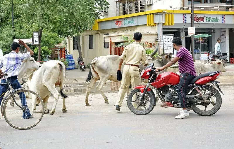 Police declare Ahmedabad’s West Zone ‘no-cattle’ area
