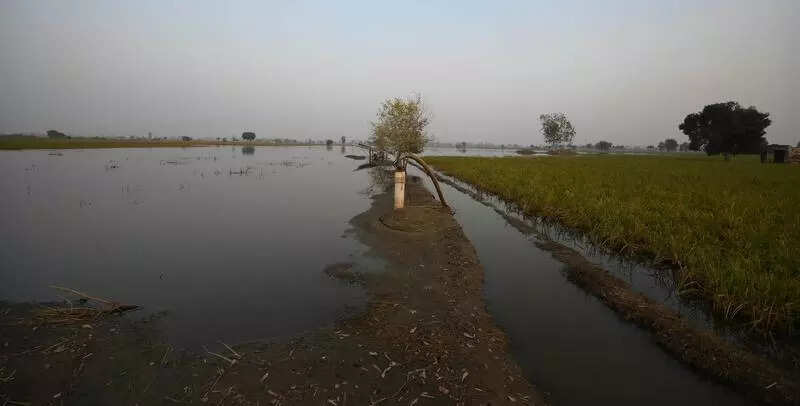 Behind steep fall in Haryana stubble fires this year: Wet fields & farm distress