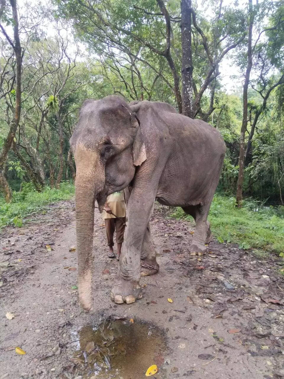 In harvest season, jumbo deaths surge in Assam paddy fields
