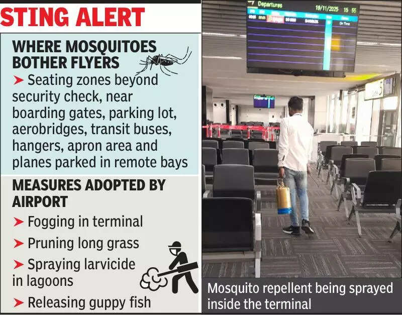 Mercury dips, mosquito menace grows at airport