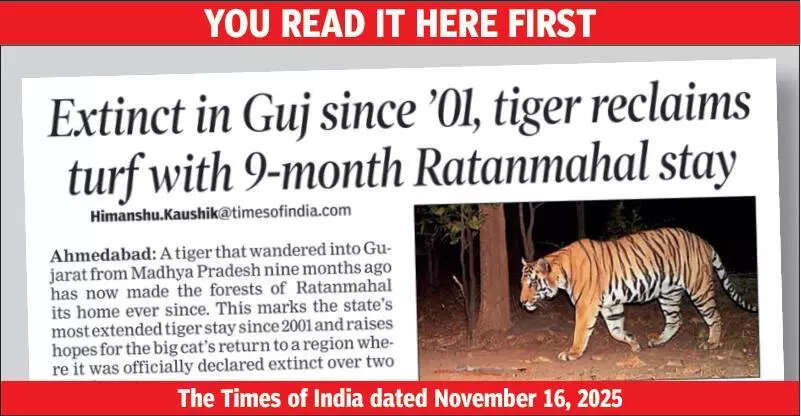 Nine-month stay confirms tiger’s comeback in Gujarat: State govt