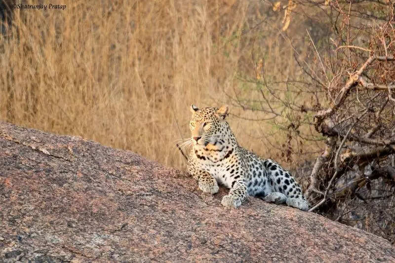 msid 125445797,imgsize 86702 https://jaipur.visitinrajasthan.com/wp-content/uploads/2023/10/cropped-cropped-R-2.png