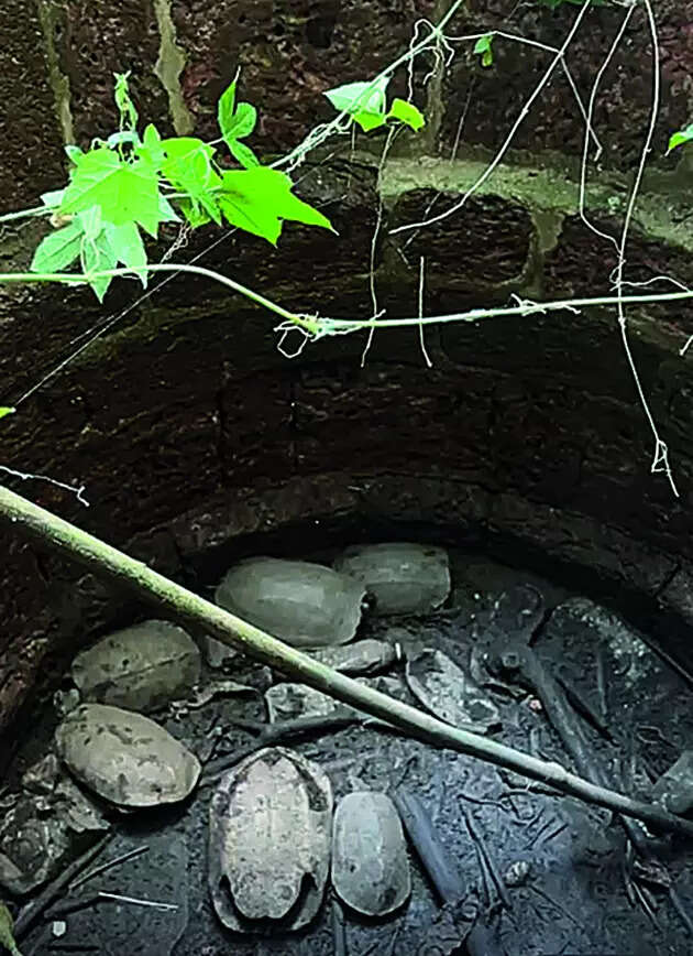 Indian black turtles rescued from abandoned Siolim well