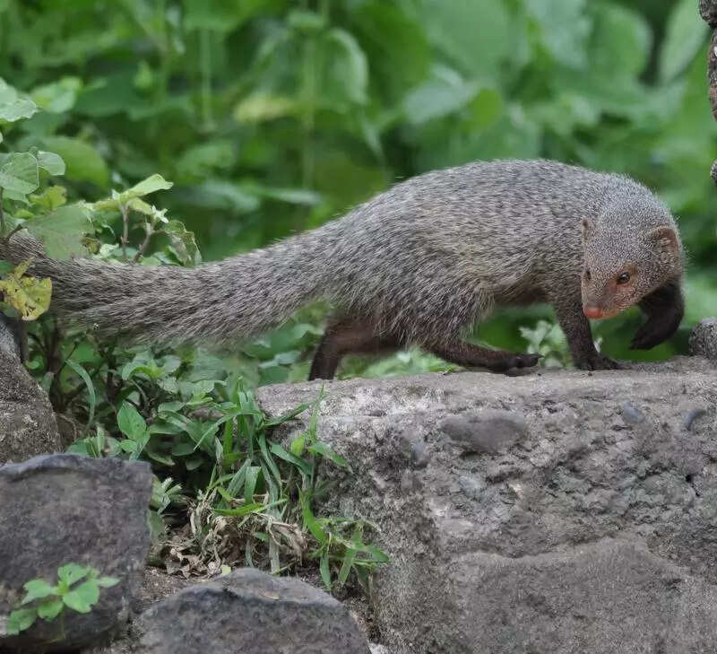 In major move against poaching, ZSI develops hair-based ID for all Indian mongoose species