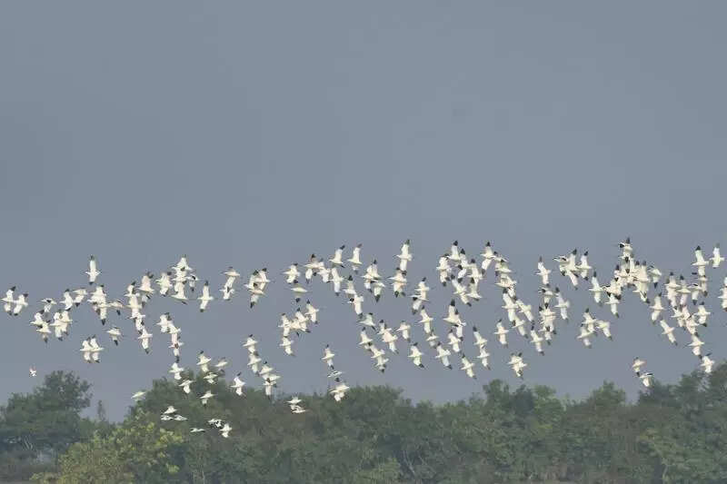 Arrival of winged guests to Bhitarkanika spells cheer for tourism & shutterbugs