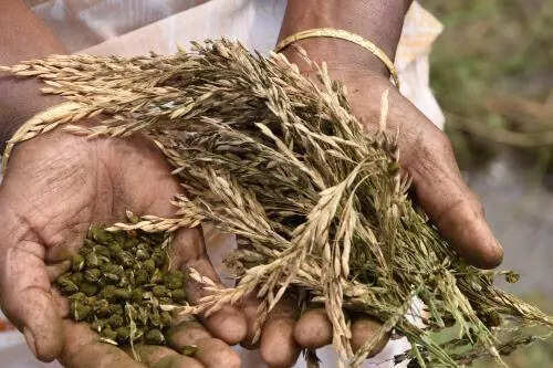 Experts call for AI integration in plant disease management at symposium