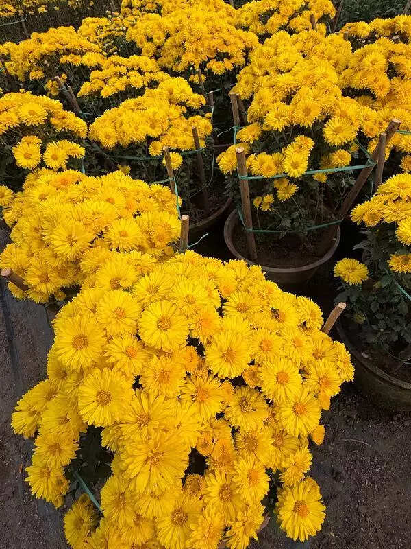 PAU to celebrate nature & poetry with Chrysanthemum show on Dec 2–3