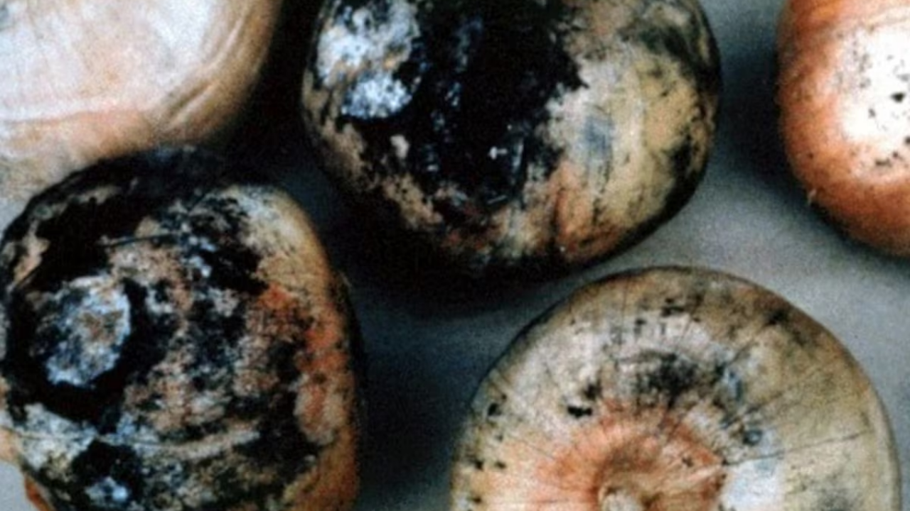 Black patches on onions: Should you worry? Experts bust viral fears amid monsoon fungus spike