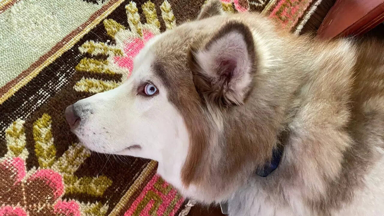 Why does your dog keep giving you the side eye