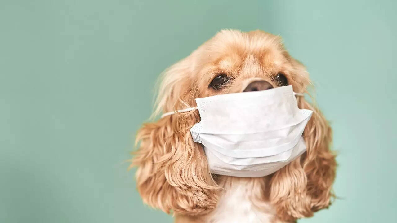 How polluted air in Delhi causes breathing issues and bronchitis in dogs