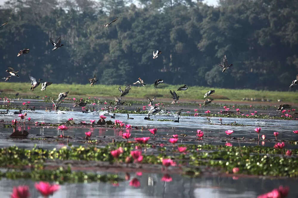 Winged guests turn Maguri Beel into birdwatching hotspot