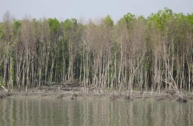 Mangroves in danger: Plastic dust drifting in air deep inside Sundarbans, find IISER scientists