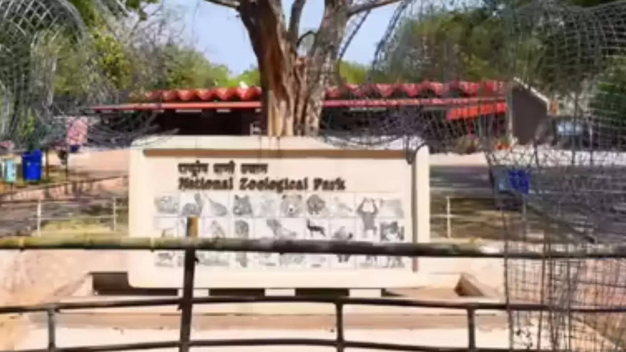 Few jackals escape from enclosure at Delhi zoo; search teams deployed