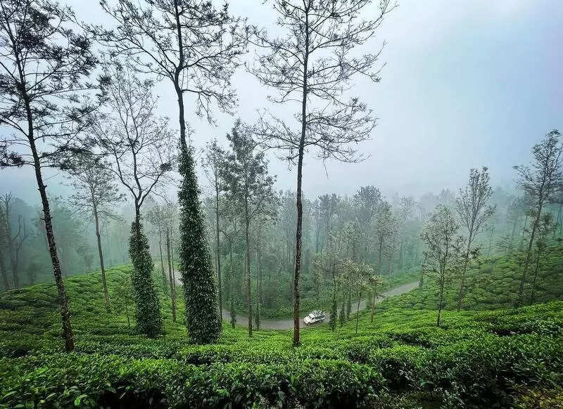 Cloudy skies brew slump for tea; Karnataka output falls to 5-year low