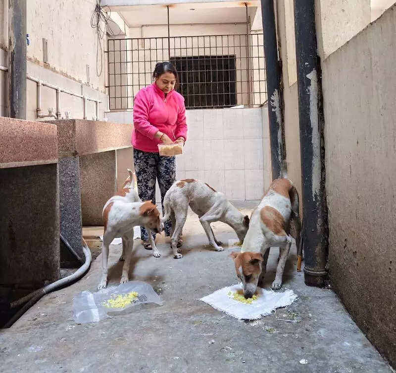Stray parents try their hand at raising funds to feed, treat dogs